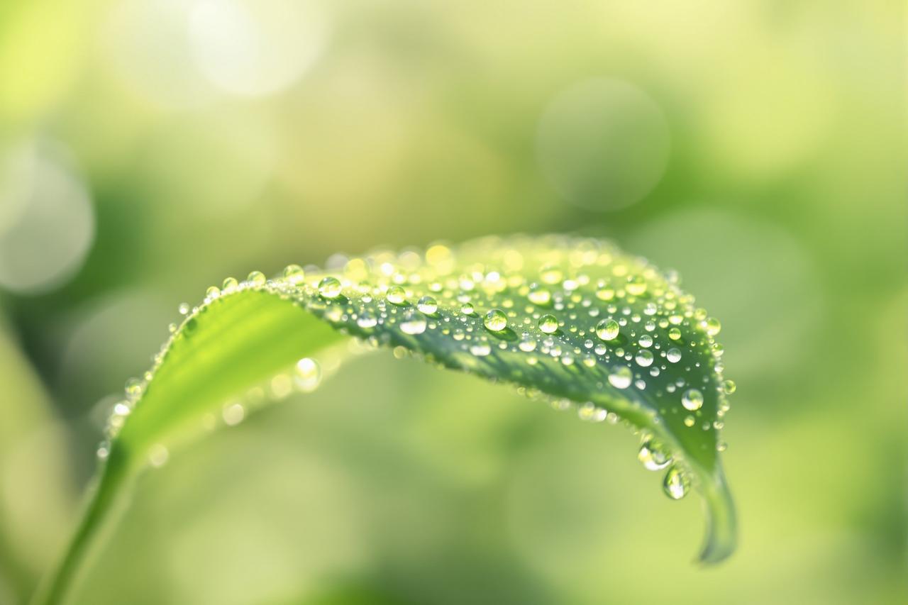 蜜露晨光:露珠里的微观宇宙 - 策驰影视 蜜露晨光:露珠里的微观宇宙